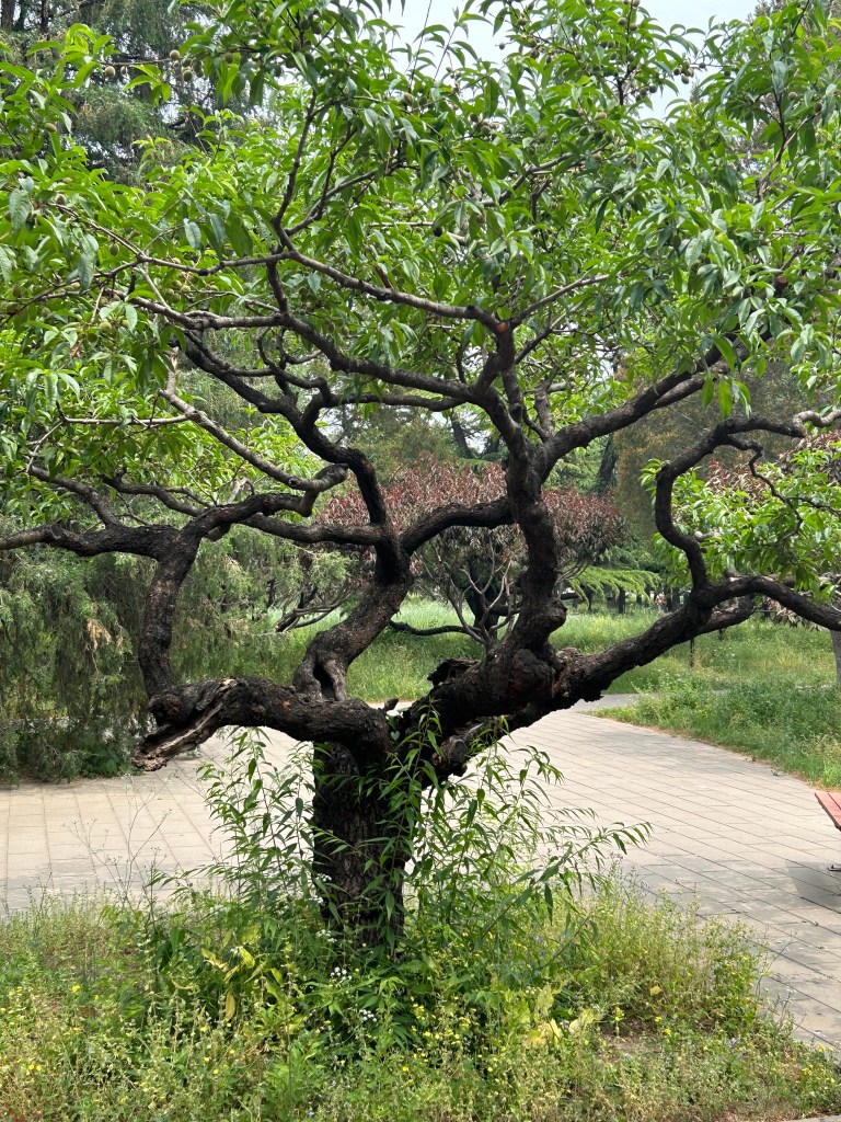 The Peace Tree in China