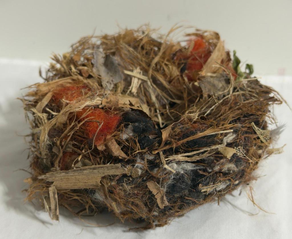 ‘Nest’ 
by Penny Evans and Nicola&nbsp;Whayman